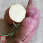 Sweet Potato 'Erato White'