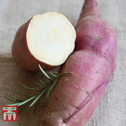 Sweet Potato 'Erato White'