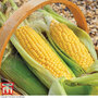 Sweetcorn 'Golden Gate' - Seeds