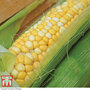 Sweetcorn 'Summer Glow' F1 - Seeds