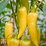 Sweet Pepper 'Astor' F1 Hybrid - Seeds