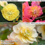 Begonia Sweet Spice Trio