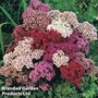 Dianthus barbatus 'Excelsior Mixed' - Easy Grow Seed Range