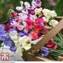 Sweet Pea 'Top to Bottom' - Seeds