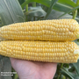 Sweetcorn 'Equinox' F1 - Seeds