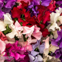 Sweet Pea 'Heirloom Mixed' - Seeds