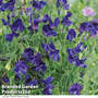 Sweet Pea 'King Size Royal Navy' - Kew Flowerhouse Seed Collection