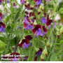 Sweet Pea 'Matucana'