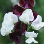 Sweet Pea 'Night and Day' - Seeds