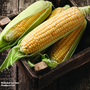 Sweetcorn 'Ovation' F1 Hybrid (Supersweet) - Seeds