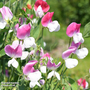 Sweet Pea 'Pink Cupid' - Seeds