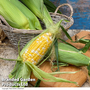 Sweetcorn 'Pot of Gold' F1 - Seeds