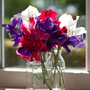 Sweet Pea 'Union Blooms' - Seeds