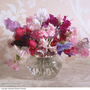 Sweet Pea 'Sweet Dreams' - Seeds