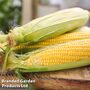 Mr. Men? Little Miss? - Mr. Funny - Sweetcorn 'Swift' - Seeds