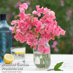 Sweet Pea 'Tara' - Seeds