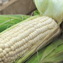 Sweetcorn 'White Lady' - Seeds