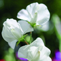 Sweet Pea 'White Supreme' - Seeds