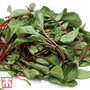 Swiss Chard 'Fire Fresh' - Seeds