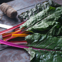 Swiss Chard 'Bright Lights' - Veg Saver Seeds