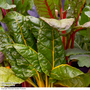 Swiss Chard 'Bright Lights'