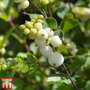 Symphoricarpos x doorenbosii 'White Hedge'