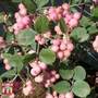 Symphoricarpos x doorenbosii 'Amethyst'