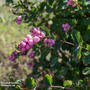 Symphoricarpos doorenbosii 'Magic Berry' (Hedging)