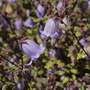 Campanula zangezura