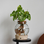 Syngonium 'Arrow' in Glass with Light Up Base