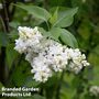 Syringa vulgaris 'Madame Casimir Périer'