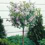 Syringa meyeri 'Palibin White'