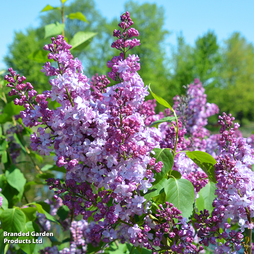 Lilac 'Michel Buchner'