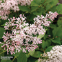 Syringa patens 'Violet Uprising'