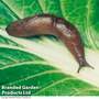 Biological Control - Nematode Slug Killer
