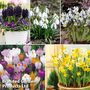 Spring 131 Bulb Collection