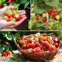 Strawberry Trio