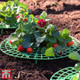 Garden Gear - Strawberry Support Frame