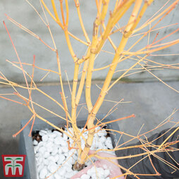 Acer palmatum 'Bi hoo'