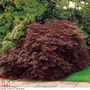 Acer palmatum var. dissectum 'Rubrum'