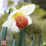 Narcissus 'Decoy Red'