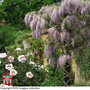 Wisteria sinensis (Patio Standard)