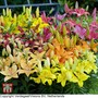 Lily Asiatic Mix (Ground Cover)