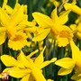 Narcissus 'Peeping Tom'