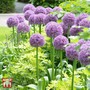 Allium 'Globemaster'