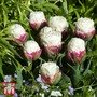 Tulip 'Ice Cream'
