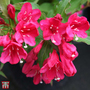 Weigela 'Red Prince'