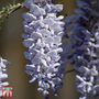 Wisteria 'Caroline'