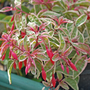 Fuchsia 'Tom West' (Hardy)