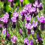 Lavender 'Bluestar' (French)